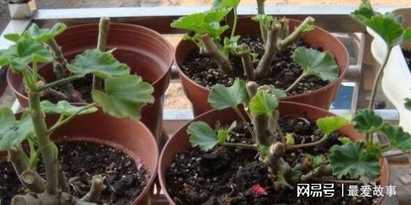 盆栽天竺葵乐动体育 LD体育咋过冬？只要“这样”做开花更艳蹭蹭蹭一冬都有花(图10)