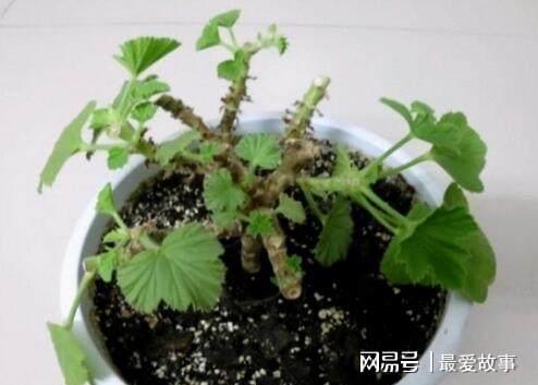 盆栽天竺葵乐动体育 LD体育咋过冬？只要“这样”做开花更艳蹭蹭蹭一冬都有花(图5)