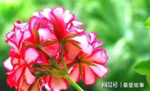 盆栽天竺葵乐动体育 LD体育咋过冬？只要“这样”做开花更艳蹭蹭蹭一冬都有花(图7)