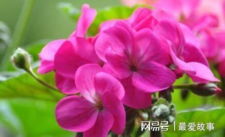 盆栽天竺葵乐动体育 LD体育咋过冬？只要“这样”做开花更艳蹭蹭蹭一冬都有花(图8)