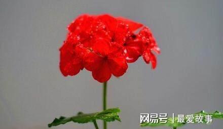 盆栽天竺葵乐动体育 LD体育咋过冬？只要“这样”做开花更艳蹭蹭蹭一冬都有花(图6)