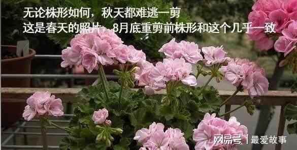 盆栽天竺葵乐动体育 LD体育咋过冬？只要“这样”做开花更艳蹭蹭蹭一冬都有花(图9)