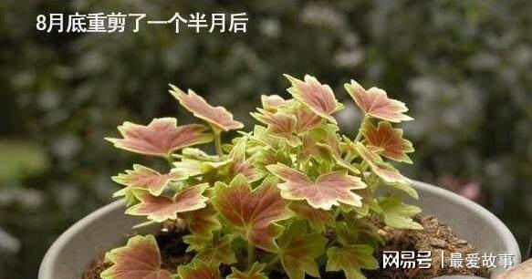 盆栽天竺葵乐动体育 LD体育咋过冬？只要“这样”做开花更艳蹭蹭蹭一冬都有花(图11)