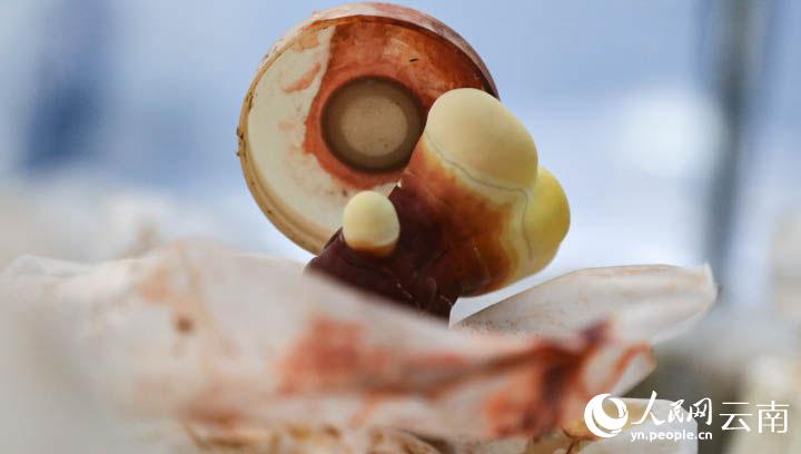 云南景乐动体育 LD体育东：小灵芝开出“致富花”