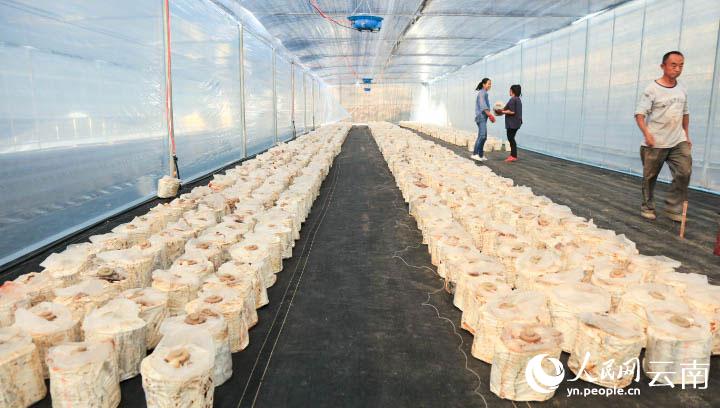 云南景乐动体育 LD体育东：小灵芝开出“致富花”(图3)