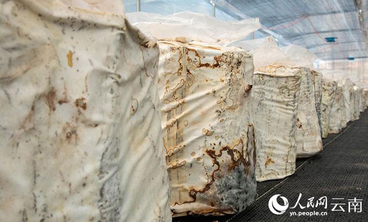 云南景乐动体育 LD体育东：小灵芝开出“致富花”(图2)