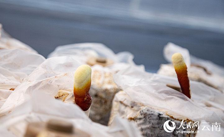 云南景乐动体育 LD体育东：小灵芝开出“致富花”(图4)