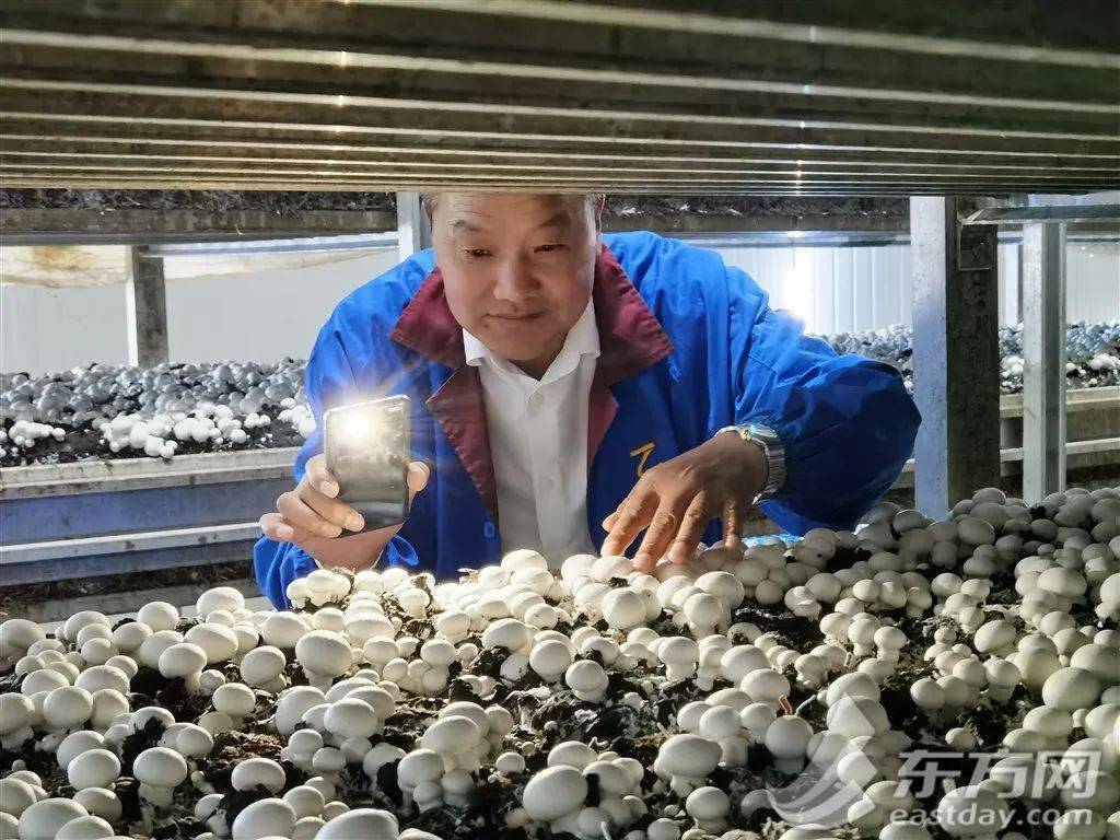 LD乐动体育亩产量翻了30多倍 他联农致富把小蘑菇做成大产业(图2)
