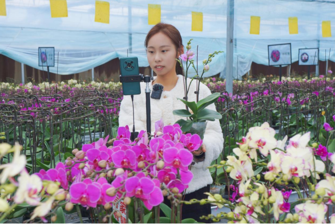 乐动体育泰州市姜堰区顾高镇：花卉电商 助力乡村振兴