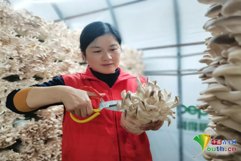 南昌新建区：小蘑菇住进“电脑房” 科技创新引领增收路LD乐动体育(图2)