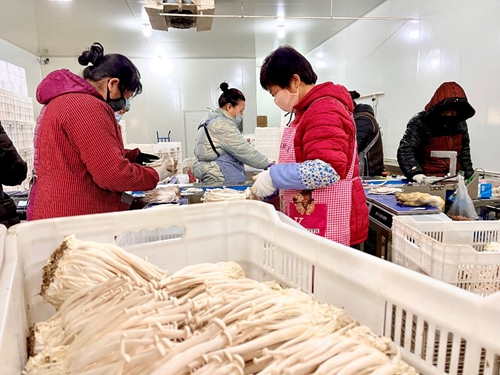 乐动体育 LD体育这个春节 涞水“新型农民”格外忙(图2)