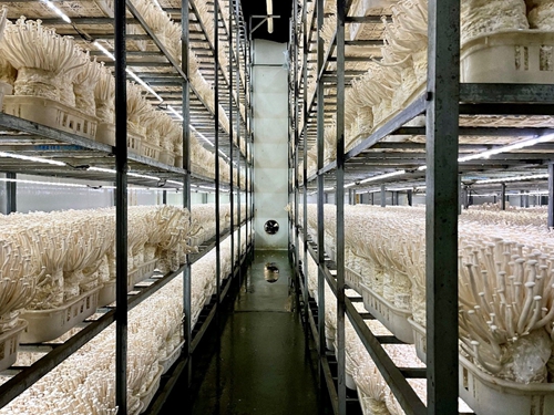 乐动体育 LD体育这个春节 涞水“新型农民”格外忙(图3)