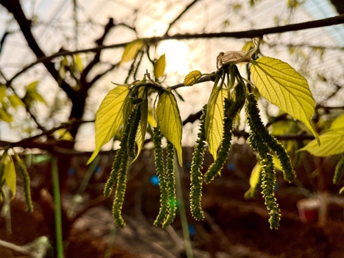 乐动体育 LD体育这个春节 涞水“新型农民”格外忙(图5)
