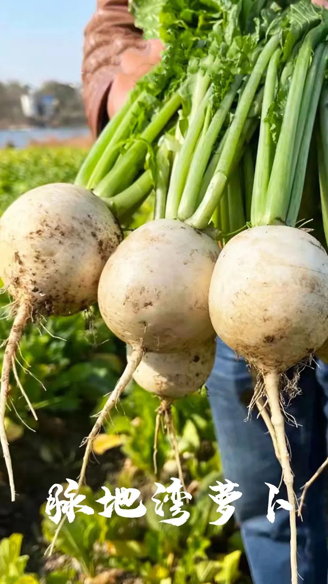 木兰山下脉地湾萝卜喜获丰收LD乐动体育(图3)