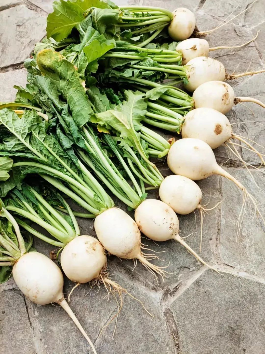 木兰山下脉地湾萝卜喜获丰收LD乐动体育(图4)