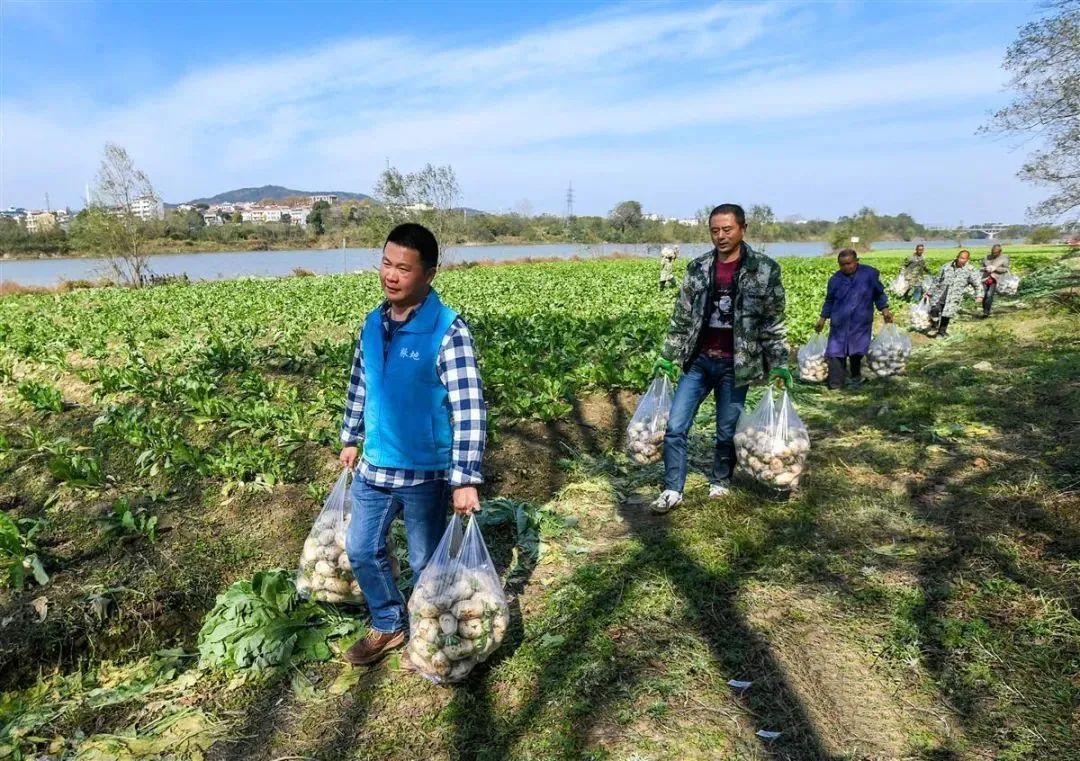 木兰山下脉地湾萝卜喜获丰收LD乐动体育