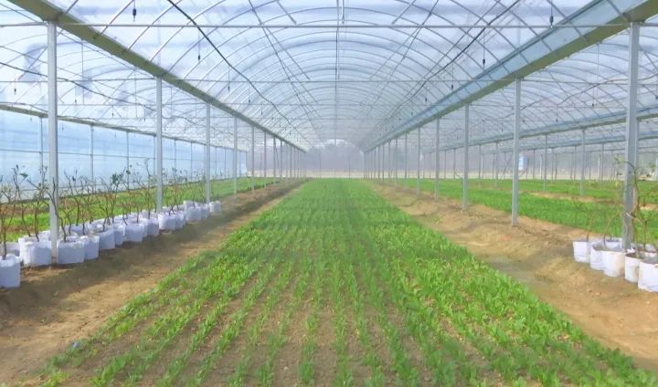 木兰山下脉地湾萝卜喜获丰收LD乐动体育(图2)