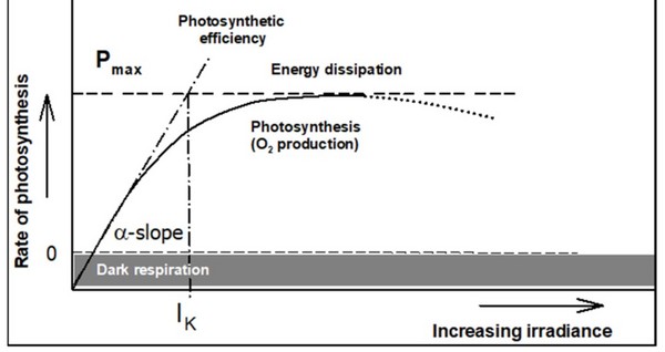 使用Handy PEA+测定快速光曲线（RLCs）LD乐动体