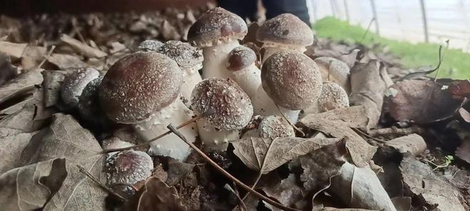 LD乐动体育人勤春来早 北京市食用菌春季生产管理意见