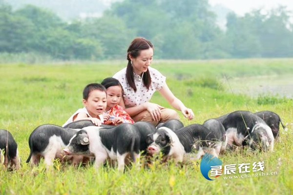 LD乐动体育宁乡再建全国领先高端生猪养殖场 用智能与绿色服务