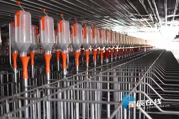 LD乐动体育宁乡再建全国领先高端生猪养殖场 用智能与绿色服务百姓菜篮子(图2)