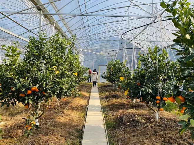 乐动体育 LD体育大杭州出了个“红美人” 皮薄易剥入口即化还可吸着吃！(图3)