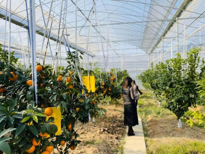 乐动体育 LD体育大杭州出了个“红美人” 皮薄易剥入口即化还可吸着吃！(图2)