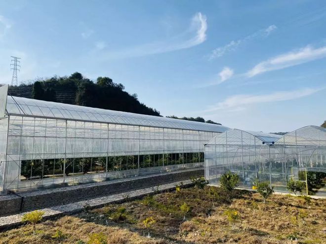 乐动体育 LD体育大杭州出了个“红美人” 皮薄易剥入口即化还