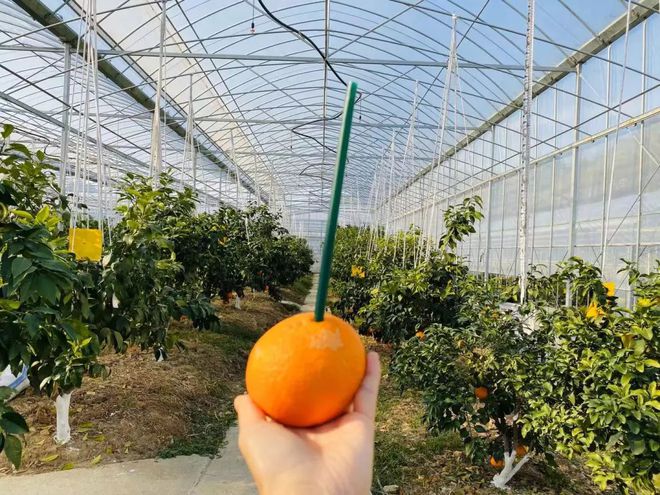 乐动体育 LD体育大杭州出了个“红美人” 皮薄易剥入口即化还可吸着吃！(图5)