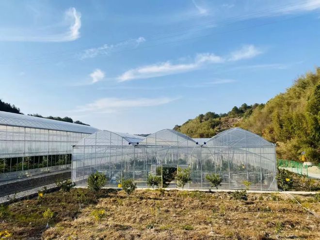 乐动体育 LD体育大杭州出了个“红美人” 皮薄易剥入口即化还可吸着吃！(图7)