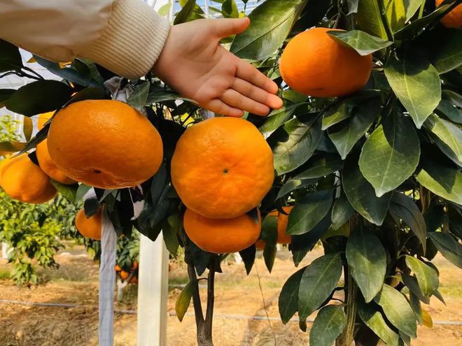 乐动体育 LD体育大杭州出了个“红美人” 皮薄易剥入口即化还可吸着吃！(图8)