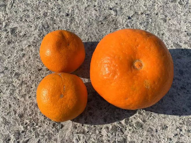 乐动体育 LD体育大杭州出了个“红美人” 皮薄易剥入口即化还可吸着吃！(图4)