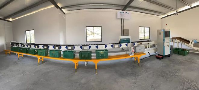 乐动体育 LD体育大杭州出了个“红美人” 皮薄易剥入口即化还可吸着吃！(图9)