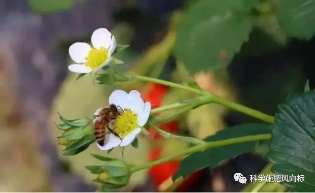 设施草莓蜜蜂授乐动体育粉管理技术