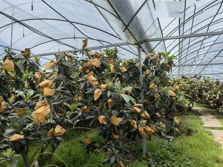 每公斤160元！宁海人LD乐动体育最爱的这种水果上市啦！(图2)