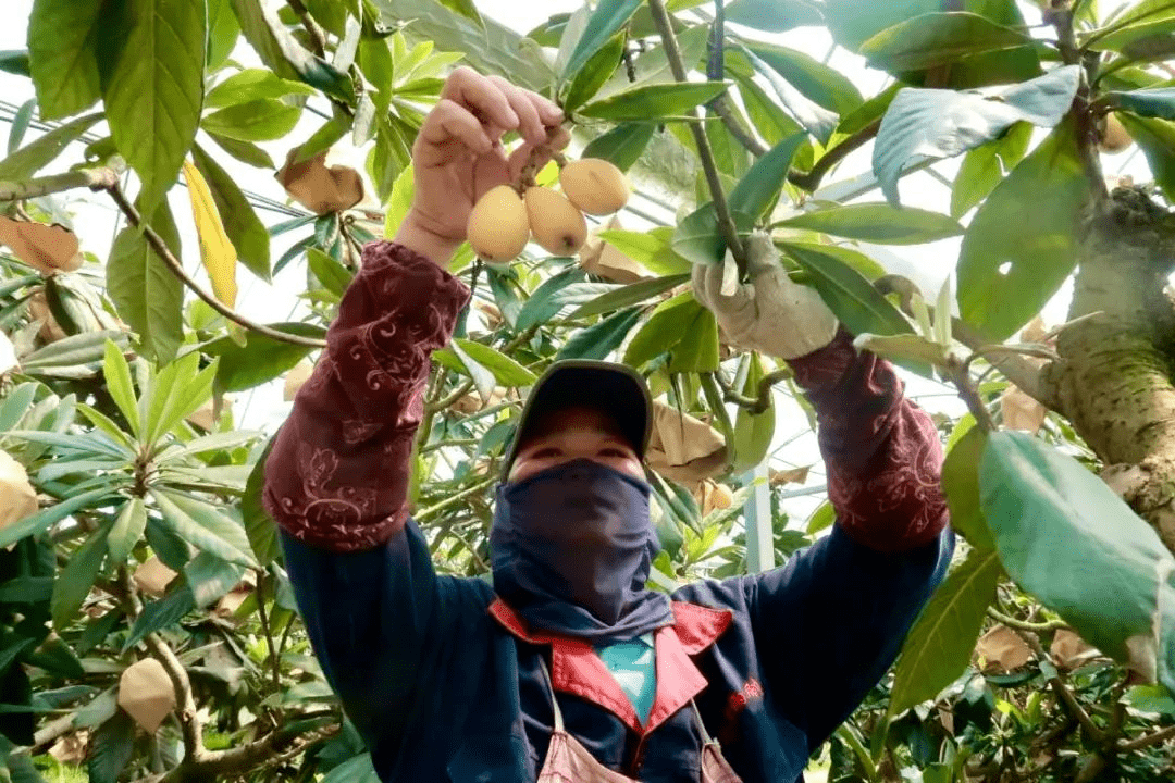 每公斤160元！宁海人LD乐动体育最爱的这种水果上市啦！