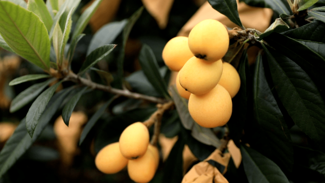 每公斤160元！宁海人LD乐动体育最爱的这种水果上市啦！(图3)