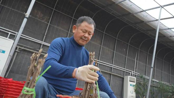 乐动体育 LD体育催花牡丹移栽忙助力群众增收致富(图3)