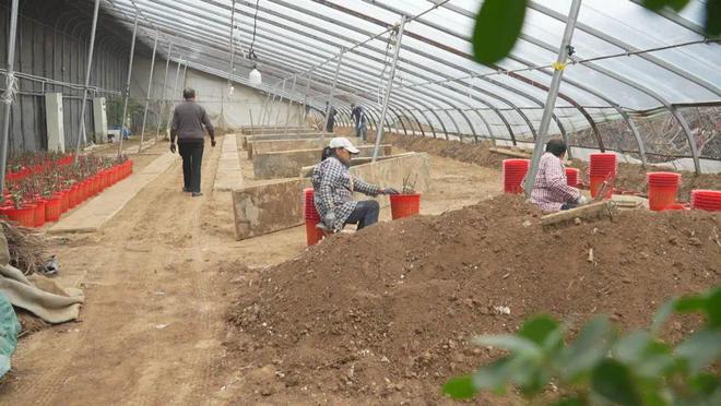 乐动体育 LD体育催花牡丹移栽忙助力群众增收致富