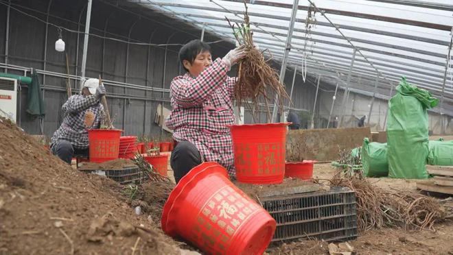 乐动体育 LD体育催花牡丹移栽忙助力群众增收致富(图2)