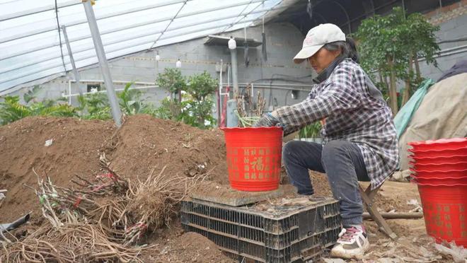 乐动体育 LD体育催花牡丹移栽忙助力群众增收致富(图5)