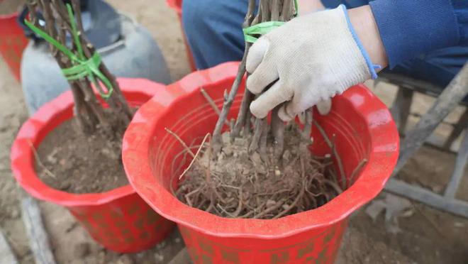 乐动体育 LD体育催花牡丹移栽忙助力群众增收致富(图4)