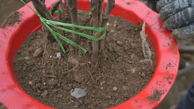 乐动体育 LD体育催花牡丹移栽忙助力群众增收致富(图6)