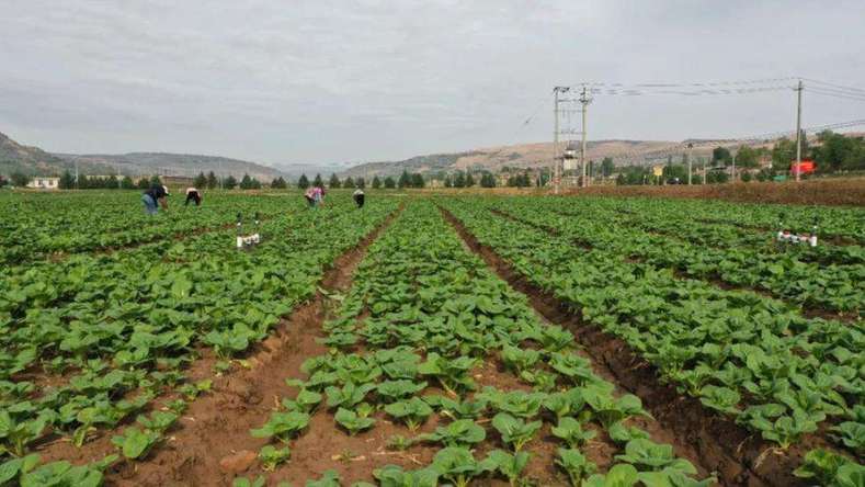 宁夏彭阳:供电“血管”强健产业“肌体”乐动体育(图2) 宁夏彭阳:供电“血管”强健产业“肌体”乐动体育(图2)