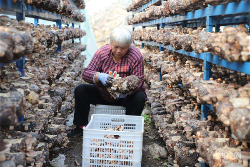 LD乐动体育南阳市镇平县：“小香菇”成就乡村振兴“大产业”