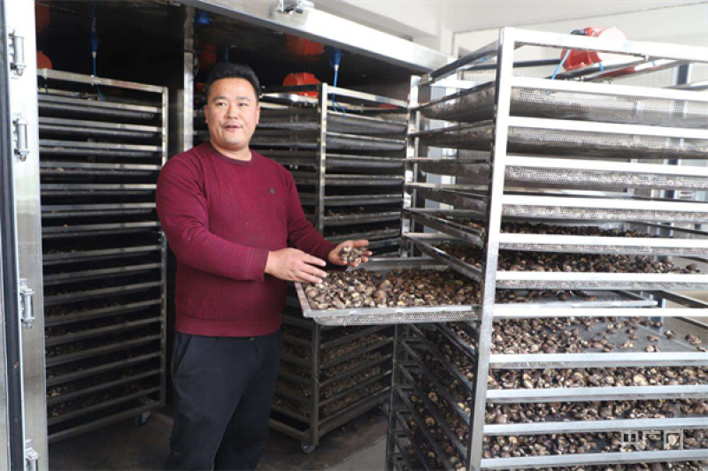 LD乐动体育南阳市镇平县:“小香菇”成就乡村振兴“大产业”(图2) LD乐动体育南阳市镇平县:“小香菇”成就乡村振兴“大产业”(图2)