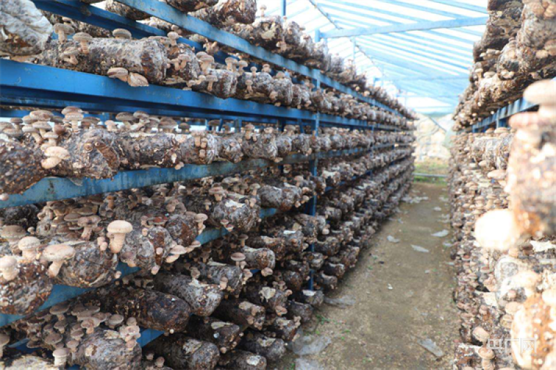 LD乐动体育南阳市镇平县:“小香菇”成就乡村振兴“大产业”(图3) LD乐动体育南阳市镇平县:“小香菇”成就乡村振兴“大产业”(图3)