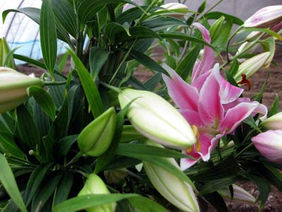 北京：大兴庄百合盛放 鲜花基乐动体育 LD体育地助民增收