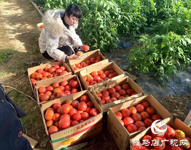 确山双河镇：瓜肥菜绿番乐动体育茄红 产业拓宽致富路(图2)