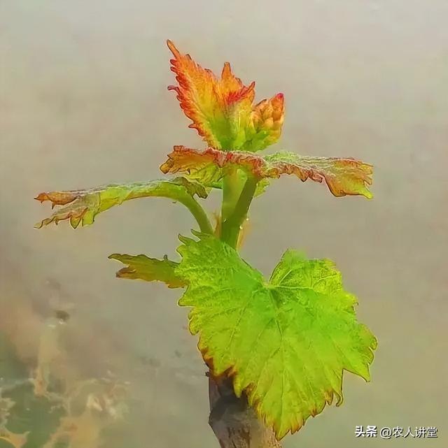 葡萄管理莫等闲落实措施是关键3月LD乐动 乐动体育葡萄如何高效预防病害发生(图5) 葡萄管理莫等闲落实措施是关键3月LD乐动 乐动体育葡萄如何高效预防病害发生(图5)